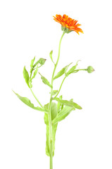 Pot marigold, Calendula arvensis isolated on white background