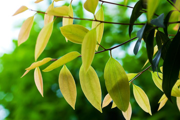 green leaves