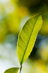 green leaves