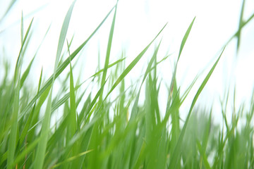 Fototapeta na wymiar Grass