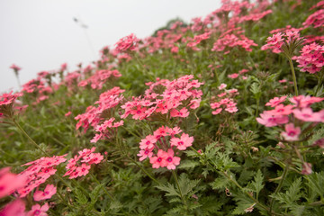 Obraz premium red flowers