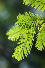 Metasequoia glyptostroboides