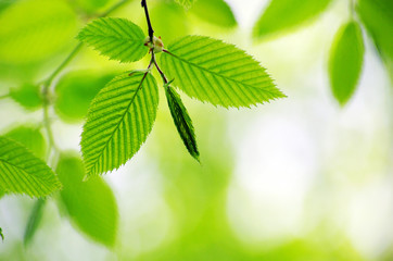 spring green leaves