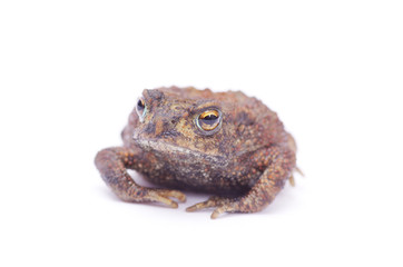 frog