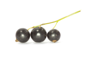 branch of black currant