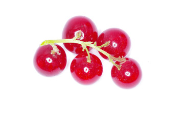 red currant