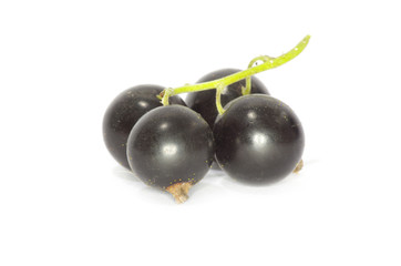 black currant