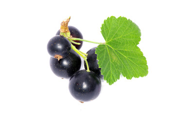 black currant