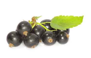 black currant