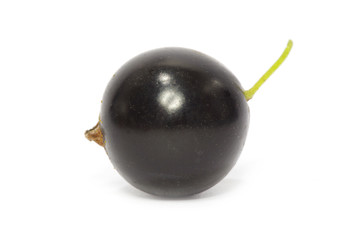 black currant