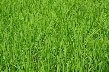 rice leaves-2