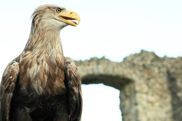 Sea eagle at ruins of a castle, Haliaeetus albicilla