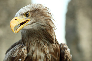 Sea eagle with open beak, eagle, Haliaeetus albicilla