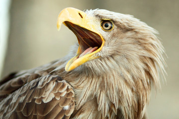 Sea eagle with open beak, eagle, Haliaeetus albicilla