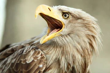 Acrylic prints Eagle Sea eagle with open beak, eagle, Haliaeetus albicilla