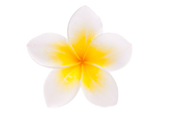 Fototapeta na wymiar Isolated single yellow Leelawadee flower