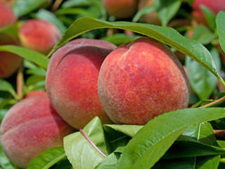 Pfirsich - malum Persicum