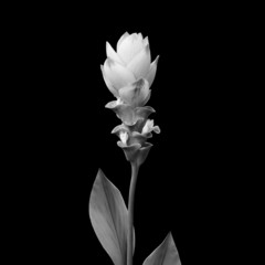Siam tulip isolated on black