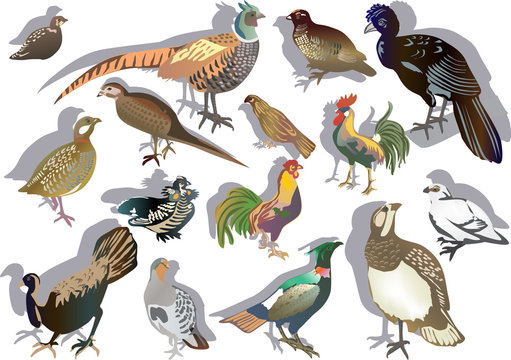 fifteen gallinaceous birds