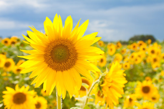 strahlende Sonnenblume