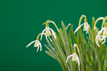 Snowdrop flowers