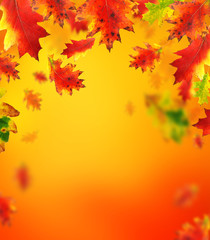 Autumn background with free space for text