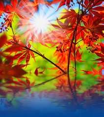 Obraz na płótnie Canvas Klon czerwony liści słońce odbite w wodzie