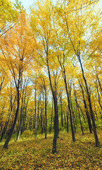 Fototapeta premium autumn mountain forest