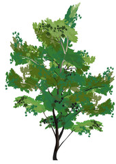 green isolated tree illustration
