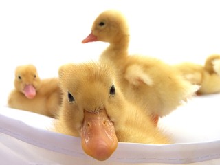 ducklings