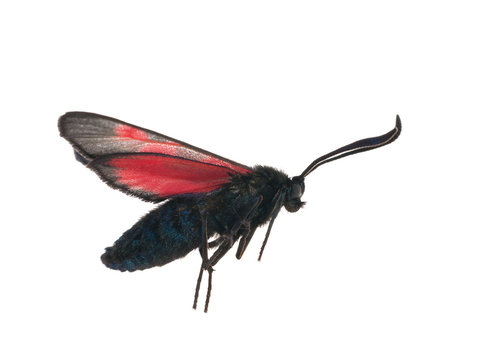 flying red and black batterfly