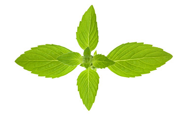 Naklejka na ściany i meble isolated green mint leaves