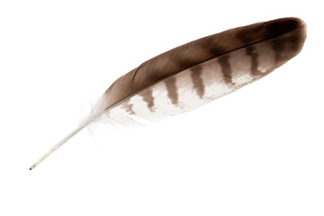 variegated isolated eagle feather