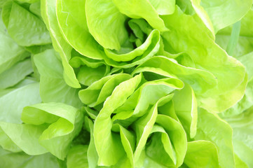 green lettuce