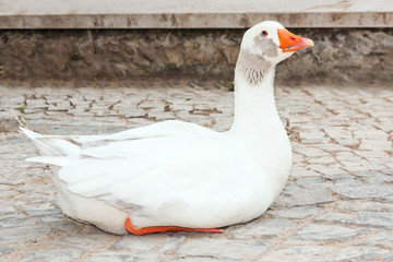 White goose sitting on a stone floor