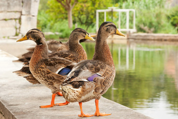 group of young geese  standing near a small lake