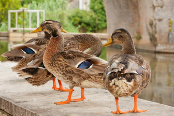 group of young geese  standing near a small lake