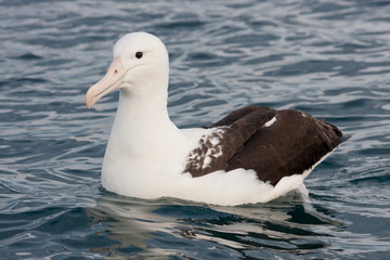 Royal Northern Albatross Swimming Towards Food