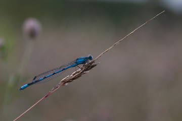 Libelle - Nahaufnahme