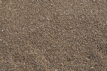 Wheat seeds