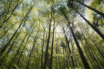 beech forest