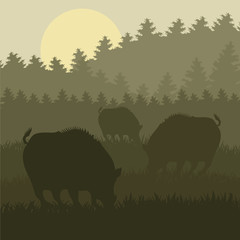 Wild boar in forest  vector