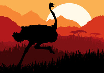Running ostrich in wild nature landscape