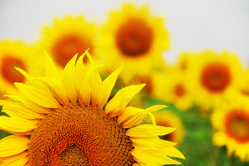 Sonnenblumen auf dem Feld