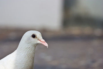 young pigeon