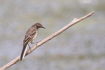 Grey Wagtail, Motacilla cinerea