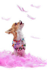 chiot chihuahua et plumes