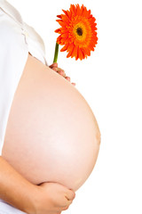 Pregnant woman holding gerbera flower isolated on white