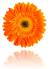 Gerbera flower isolated on white