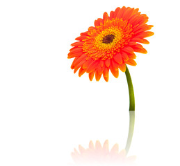 Gerbera flower isolated on white